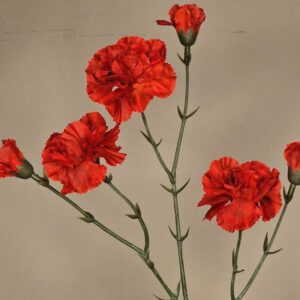 Zijdebloem - dianthus (anjer) spray / M