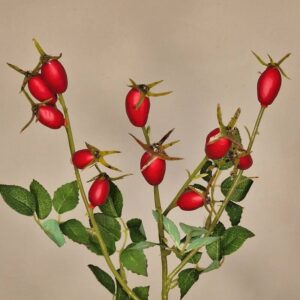 Zijdebloem