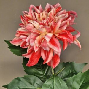 Zijdebloem - dahlia spider / XL
