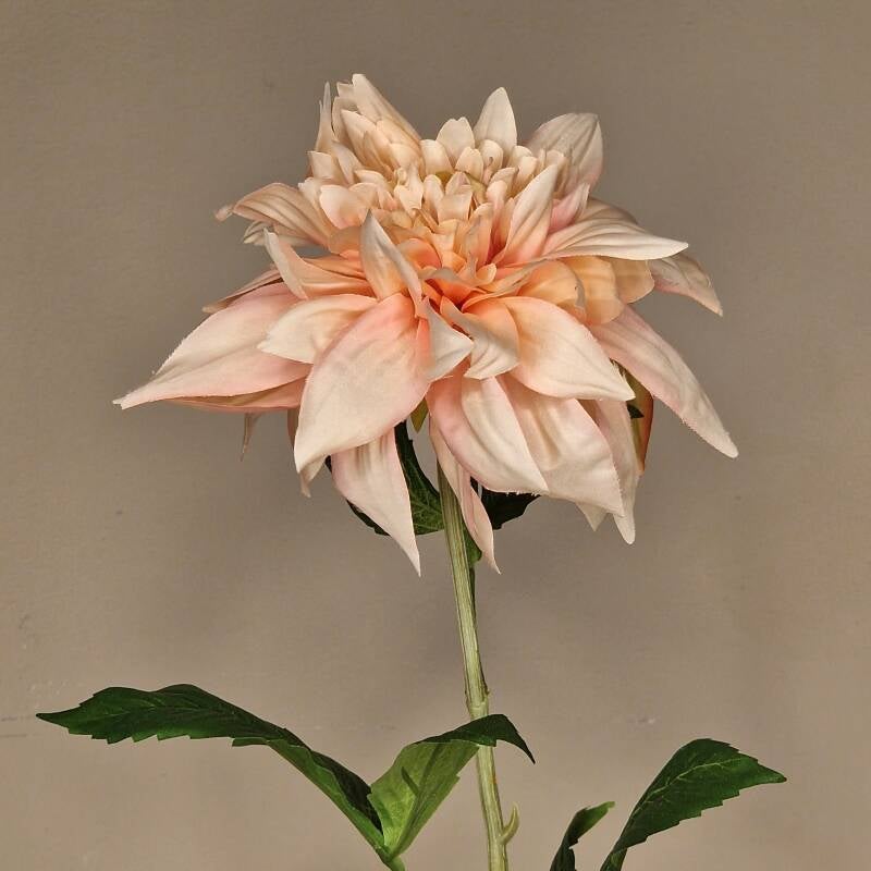 Zijdebloem - dahlia pink light /