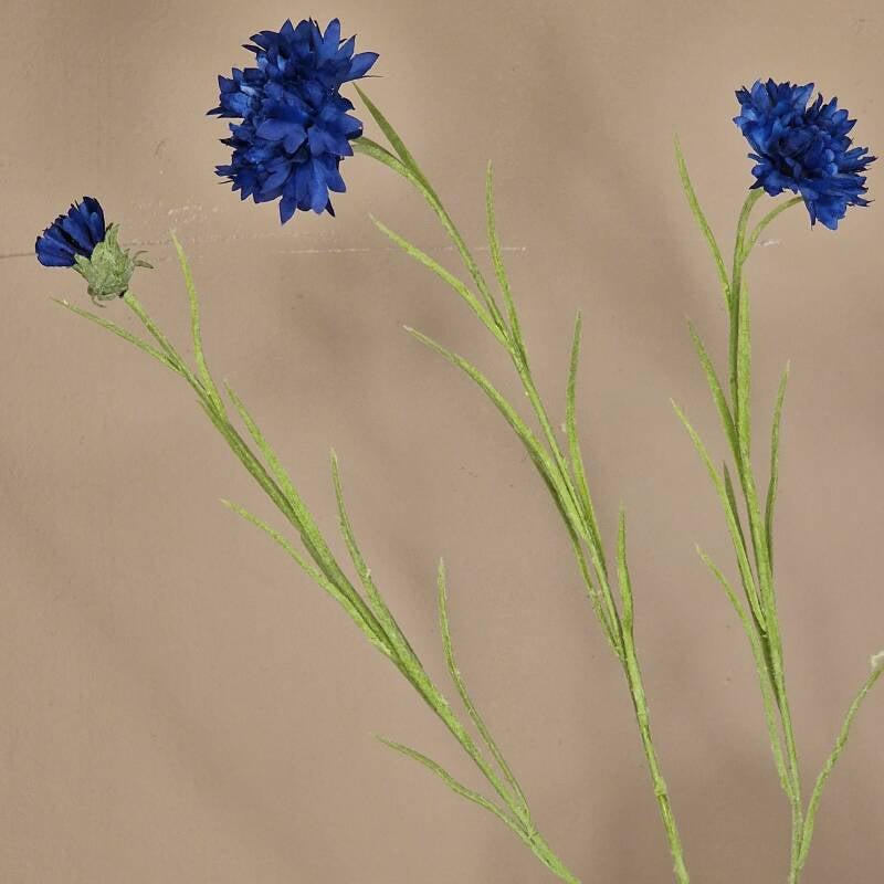 Zijdebloem - cornflower (korenbloem)