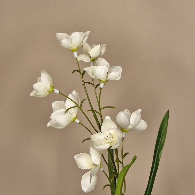 Zijdebloem - campanula (klokje) white /