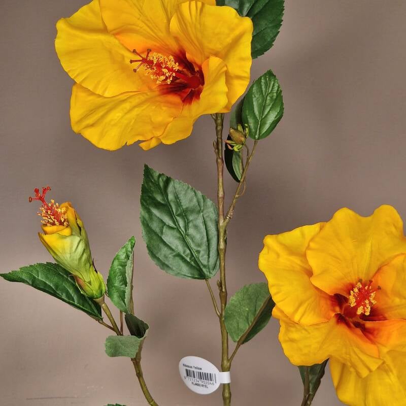Zijdebloem - hibiscus yellow /