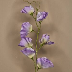 Zijdebloem - lathyrus (siererwt)
