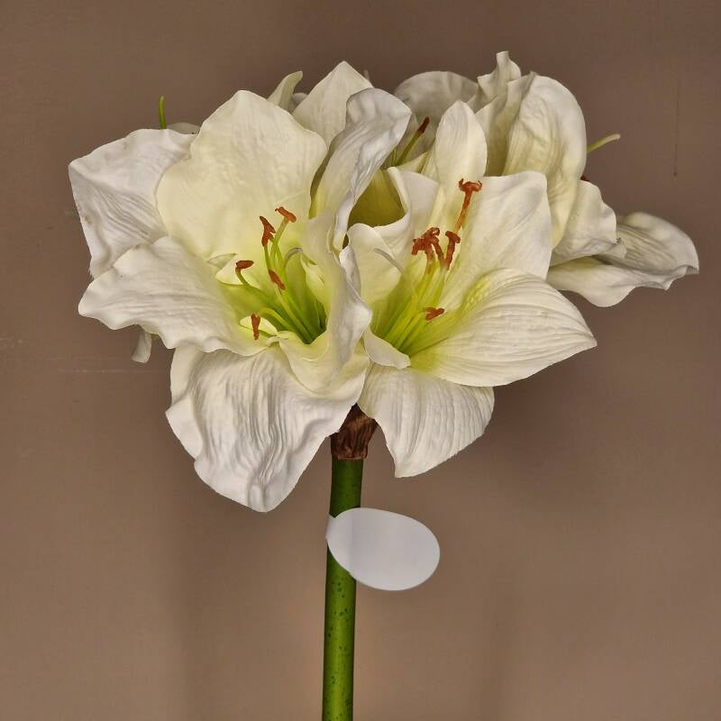 Zijdebloem - amaryllis cream /