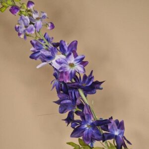 Zijdebloem - delphinium (ridderspoor)