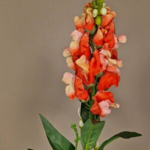 Zijdebloem - antirrhinum (leeuwenbekje)