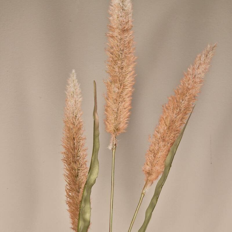 Zijdebloem - pennisetum beige