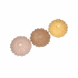 Aroma ornament - schelp A