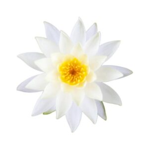 Aroma-toevoeging: White lotus —